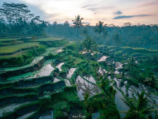 Rice terraces, Bali