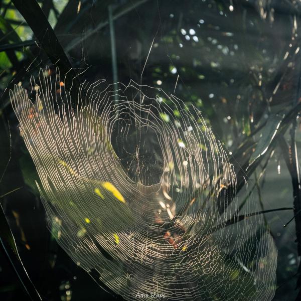 Bali spider