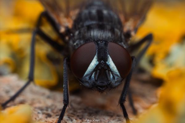 Macro