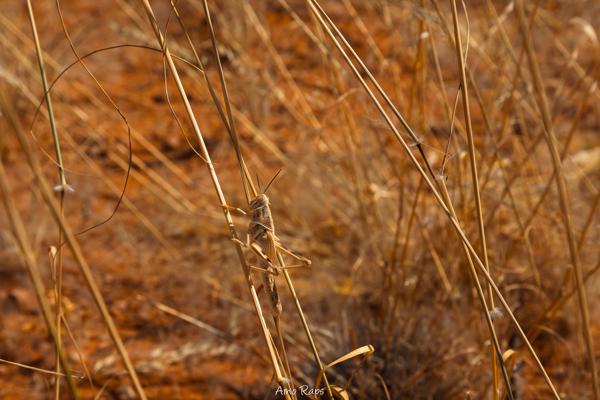 Bushman's desert, Namibia