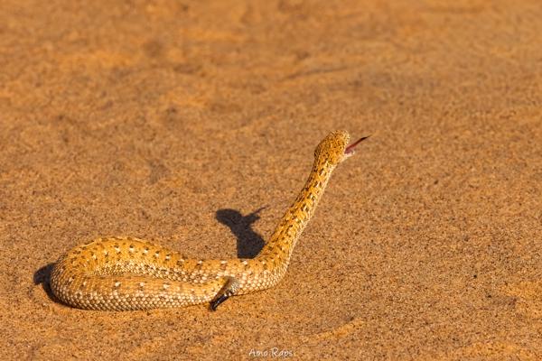 Peringuey's desert adder, Namibia