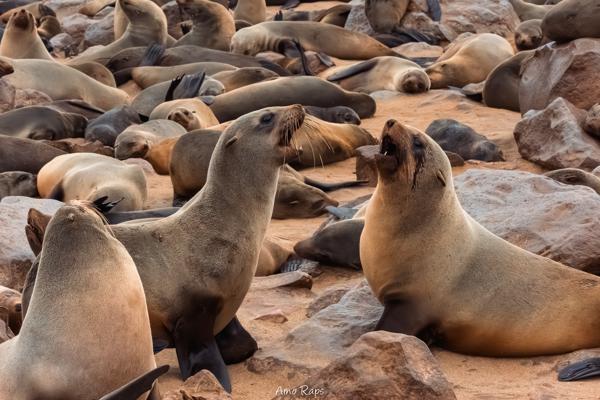 Cape Cross Seal Reserve, Namibia