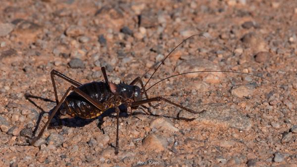 Middle of Nowhere, Namibia