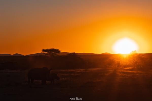 Rhino's, Mount Etjo, Namibia