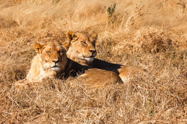Etosha national park, Namibia