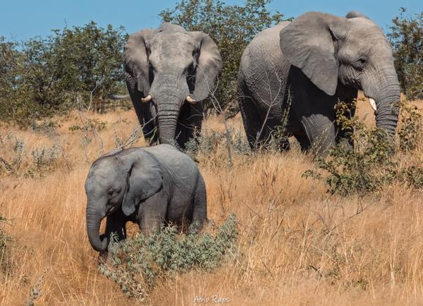 Etosha national park, Namibia