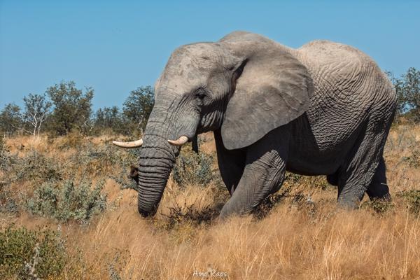 Etosha national park, Namibia