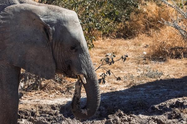 Etosha national park, Namibia