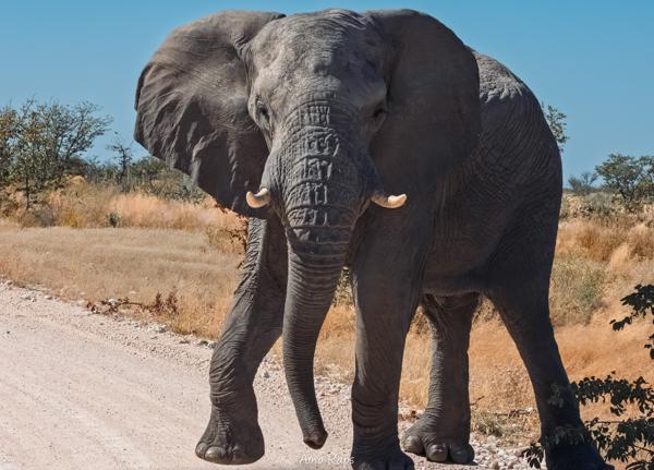 Etosha national park, Namibia