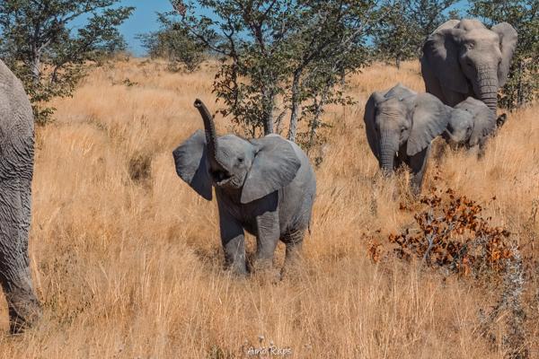 Etosha national park, Namibia