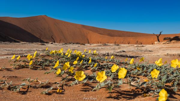 Deadvlei, Namibia