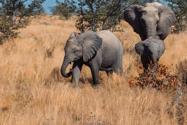 Etosha national park, Namibia