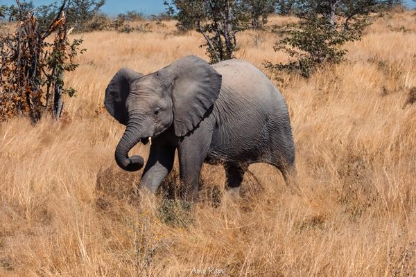 Etosha national park, Namibia
