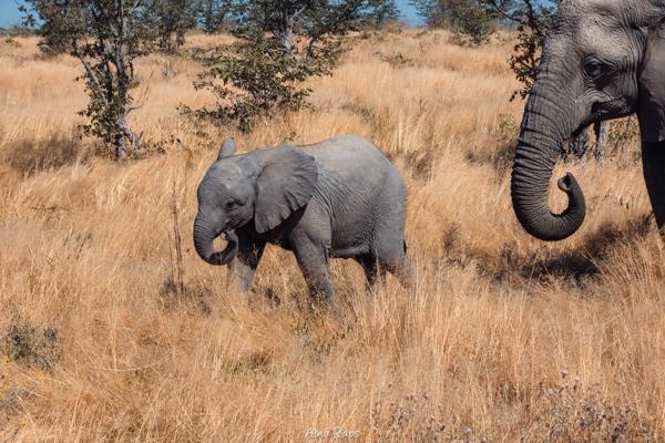 Etosha national park, Namibia