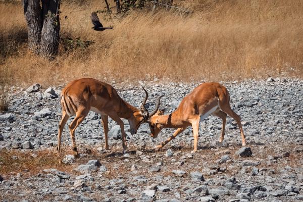 Etosha national park, Namibia