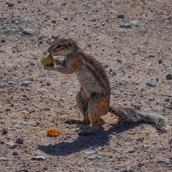 Etosha national park, Namibia