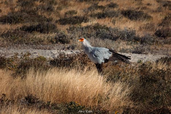 Etosha national park, Namibia
