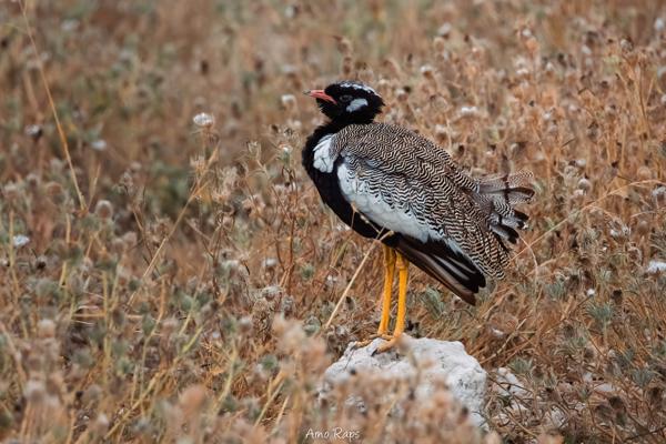 Etosha national park, Namibia