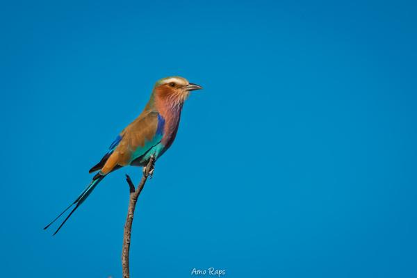 Etosha national park, Namibia