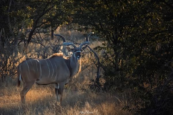 Greater kudu, Namibia
