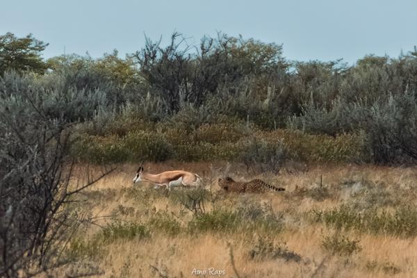 Etosha national park, Namibia
