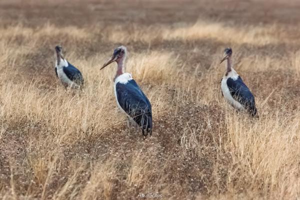 Etosha national park, Namibia