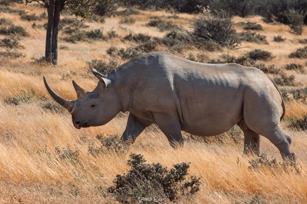 Etosha national park, Namibia