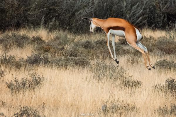 Etosha national park, Namibia