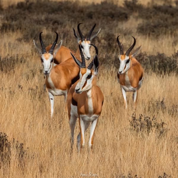Etosha national park, Namibia
