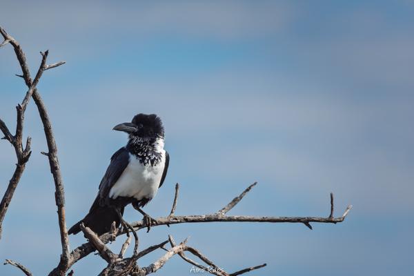 Etosha national park, Namibia