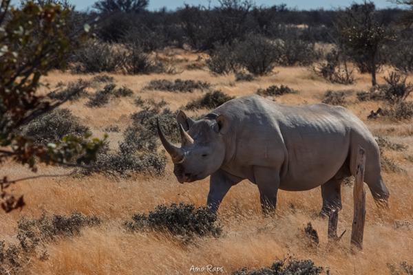Etosha national park, Namibia