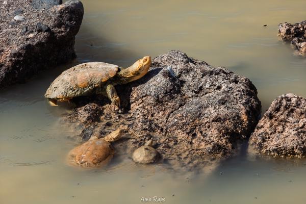 Etosha national park, Namibia