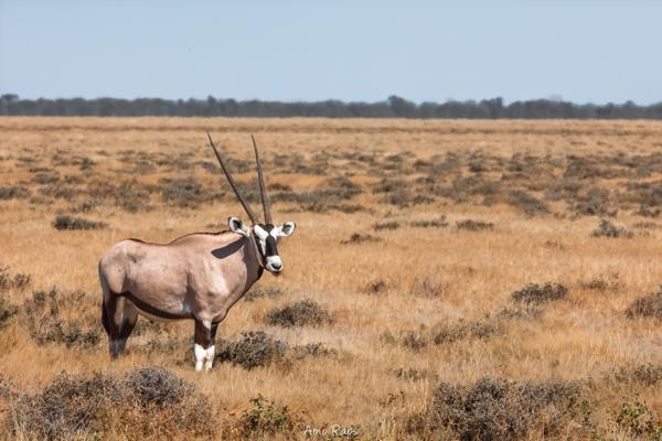 Etosha national park, Namibia