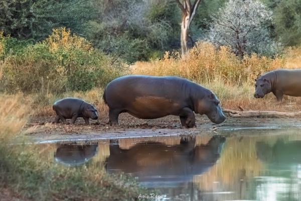 Hippopotamus, Mount Etjo, Namibia