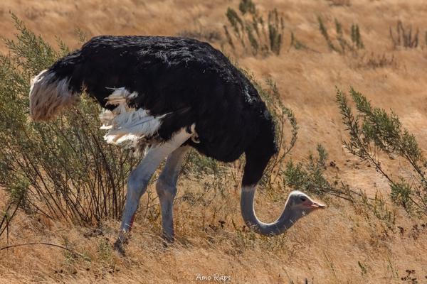 Etosha national park, Namibia