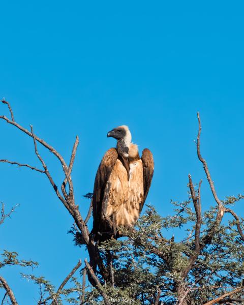 Mount Etjo, Namibia