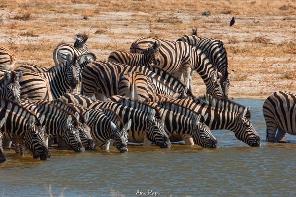 Etosha national park, Namibia