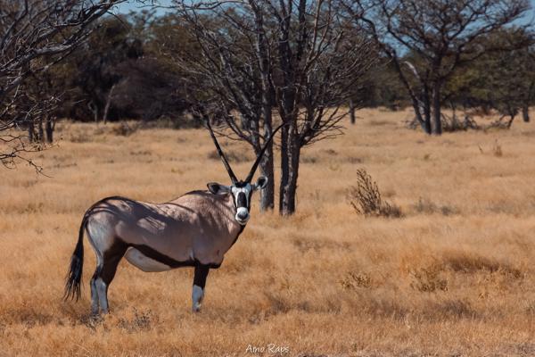 Etosha national park, Namibia