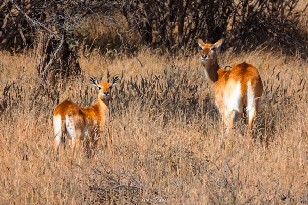 Etosha national park, Namibia